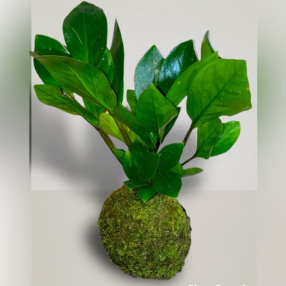 Botanical Bee Plant Boutique Other Kokedama Zz Plant Indoor Garden